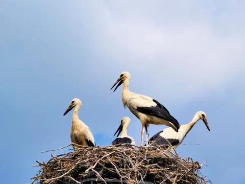 Storks in the nest, poland Stock Photos