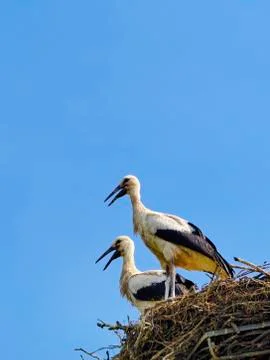 Storks in the nest, poland Stock Photos