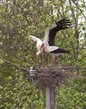 Storks in a nest on a pole among foliage Stock Photos