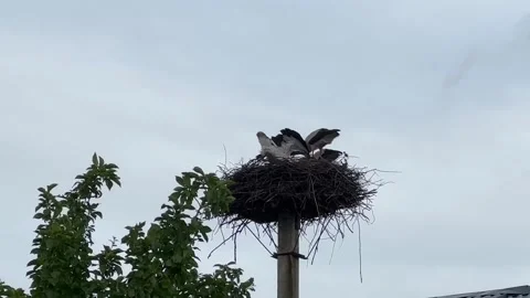 Storks in a nest on a pole Stock Footage 244954146