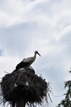 Storks nest on a pole. Thunderclouds before the rain. Stock Photos