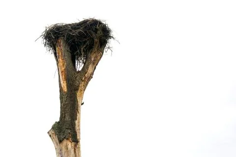 A stork's nest, reared on an old tree in the village Stock Photos