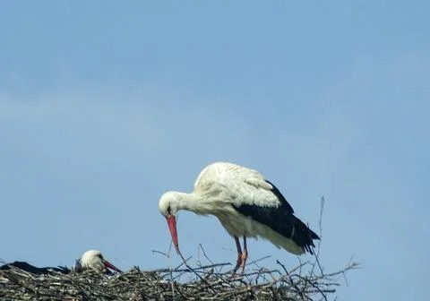 Storks in the nest. In Romania Foto stock