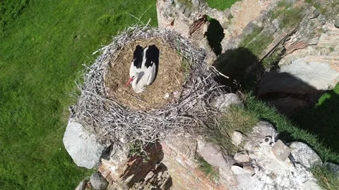 Stork's nest on the ruins Stock Footage 243675012
