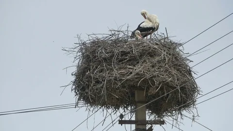 Storks in a Nest on Street Stock Footage 77350968