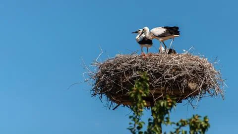 Storks in the nest on a summer sunny day. Stock Photos