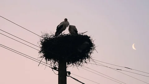 Storks nest at sunset Stock Footage 77403188