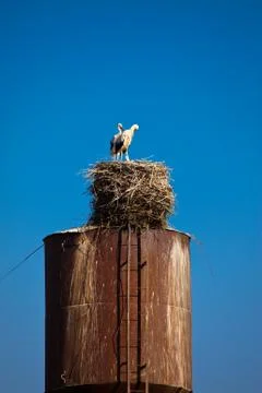 Storks in a nest on top of pipe Stock Photos
