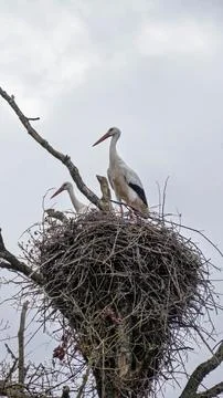 Stork's nest in a tree Stock Photos