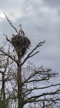 Stork's nest in a tree Stock Photos