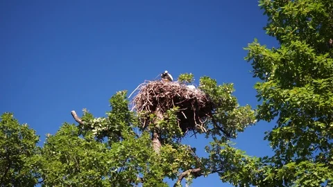 Storks nest with two storks on a tree Stock Footage 112115353