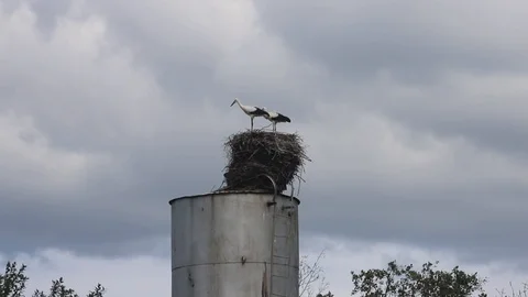 Storks in a nest on a water pipe Stock Footage 116708875