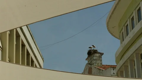 Storks nesting and feeding young on top of building with glass roof Stock Footage 119041159