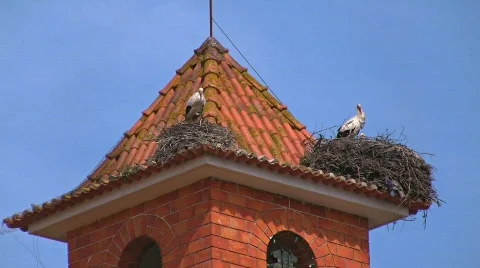 Storks nesting on bell tower Vidéo 415645