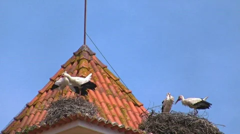 Storks nesting on bell tower Video stock 415664