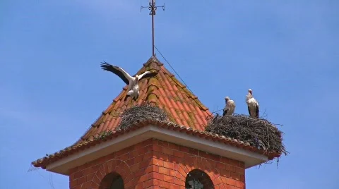 Storks nesting on bell tower Stock Footage 415687