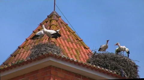 Storks nesting on bell tower Stock Footage 415699