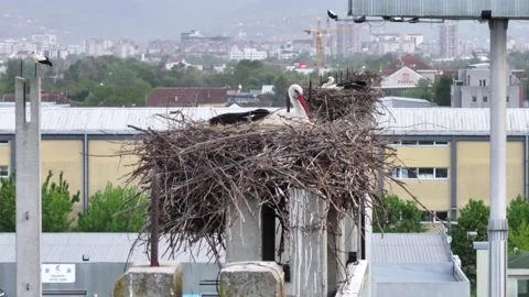 Storks Nesting on Concrete Posts Vidéo 307387628