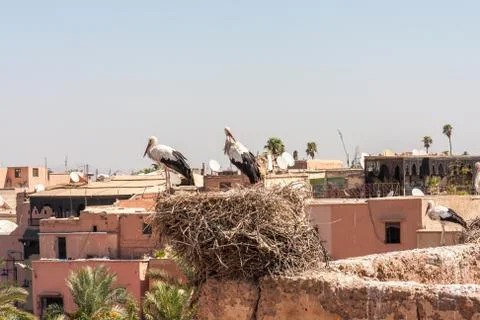 Storks nesting in the El Badi palace Stock Photos
