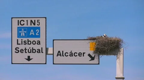 Storks nesting on freeway sign Stock Footage 415585