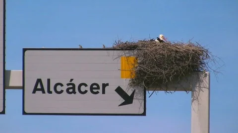 Storks nesting on freeway sign Stock Footage 415599
