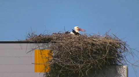 Storks nesting on freeway sign 스톡 동영상 415627