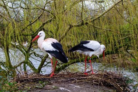 Storks Nesting by the River Stock Photos