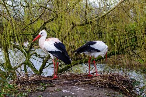 Storks Nesting by the River Stock Photos