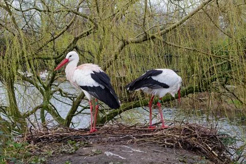 Storks Nesting by the River Stock Photos