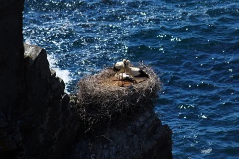 Storks nesting on a rock Stock Photos