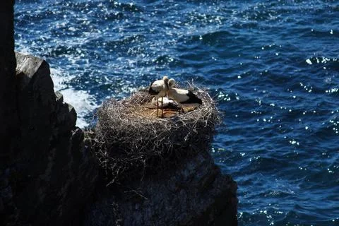 Storks nesting on a rock Foto stock