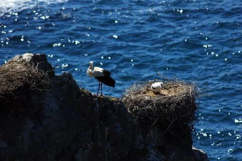 Storks nesting on a rock Stock Photos
