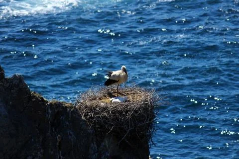 Storks nesting on a rock Stock Photos