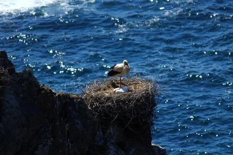Storks nesting on a rock Stock Photos