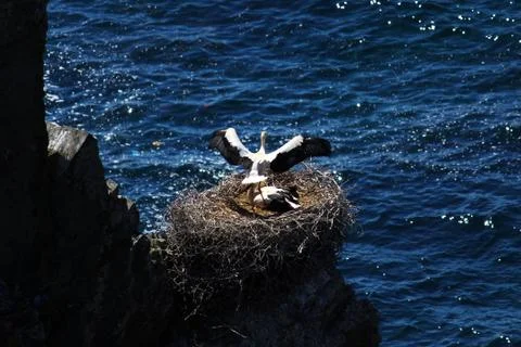 Storks nesting on a rock Stock Photos