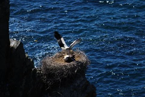 Storks nesting on a rock Foto stock
