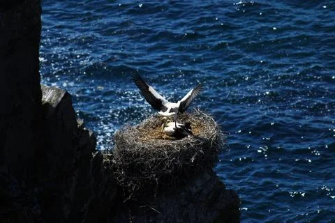 Storks nesting on a rock Foto stock