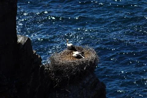Storks nesting on a rock Stock Photos
