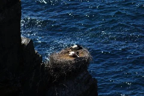 Storks nesting on a rock Stock Photos