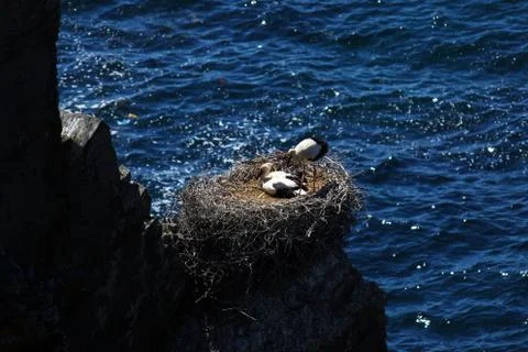 Storks nesting on a rock Stock-Fotos