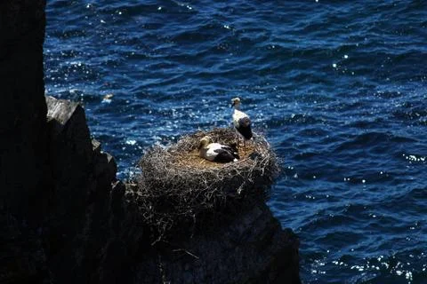 Storks nesting on a rock Stock Photos