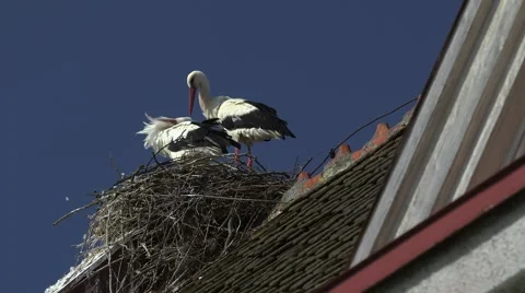 Storks Nesting on the Roof Stock Footage 48227738