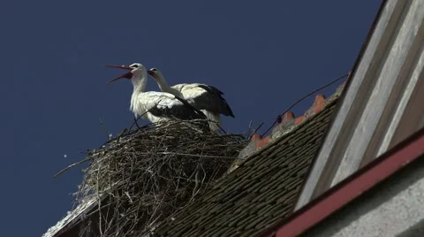 Storks Nesting on the Roof Stock Footage 48227850