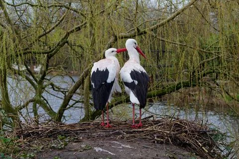 Storks Nesting Together in Nature Stock Photos