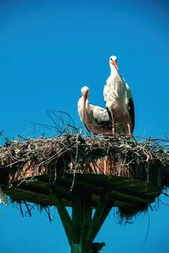 Storks nesting in the village of Eskikaraagac, Bursa Stock-Fotos