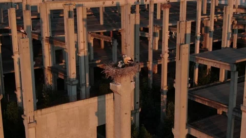 Stork's nests on concrete pillars at sunset Stock Footage 135017881