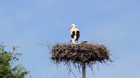 Storks perched in the nest Stock Footage 68489259