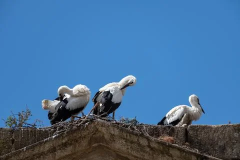 Storks perched on a rooftop under a clear blue sky Stock Photos