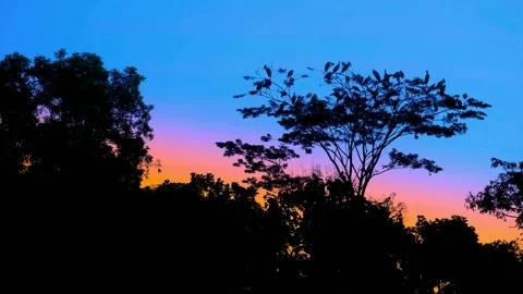 Storks perched on tall trees during beautiful vibrant sunset in evening. Stock-Footage 341254530
