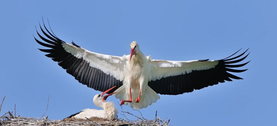 Storks Stock Photos